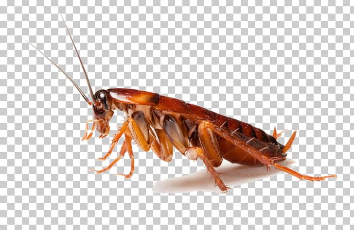 Cockroach Spider Ant Pest Control Rat PNG, Clipart, American Cockroach, Animals, Arthropod, Australian Cockroach, Brown Cockroach Free PNG Download