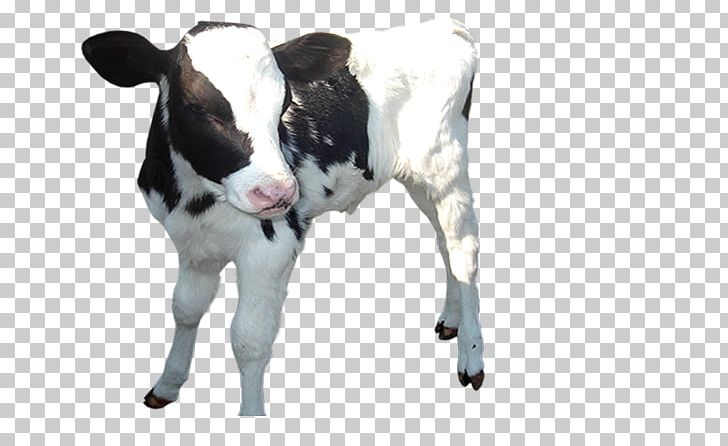 Dairy Cattle Golden Calf PNG, Clipart, Animals, Baby, Calf, Cattle, Cattle Like Mammal Free PNG Download