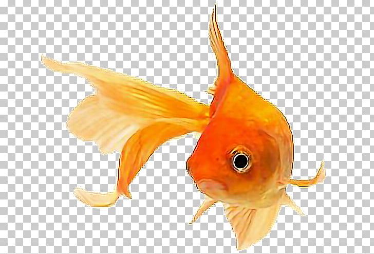 Fantail Ryukin Siamese Fighting Fish Aquarium Orange PNG, Clipart, Aquarium, Aquarium Fish Feed, Bony Fish, Bony Fishes, Color Free PNG Download