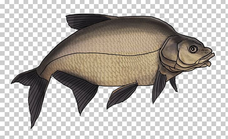 Fishing Northern Pike Common Bream Carp PNG, Clipart, Animals, Carp, Common Bream, Common Roach, Crucian Carp Free PNG Download