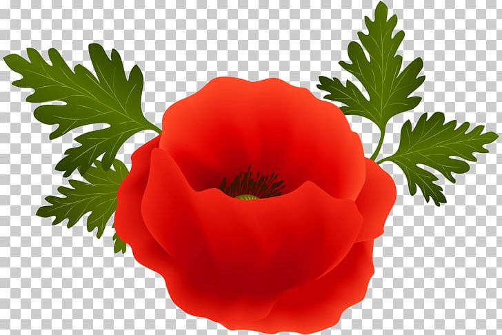 Poppy Desktop Flower PNG, Clipart, Annual Plant, Armistice Day, Art, Clip, Common Poppy Free PNG Download