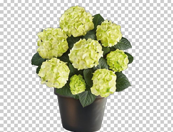 Caipirinha French Hydrangea Panicled Hydrangea Embryophyta Phlox Paniculata PNG, Clipart, Annual Plant, Artificial Flower, Bud, Caipirinha, Cornales Free PNG Download