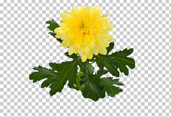 Crown Daisy Yellow Oxeye Daisy Flower Marguerite Daisy PNG, Clipart, Annual Plant, Aster, Chrysanthemum, Chrysanthemum Coronarium, Chrysanthemum Grandiflorum Free PNG Download