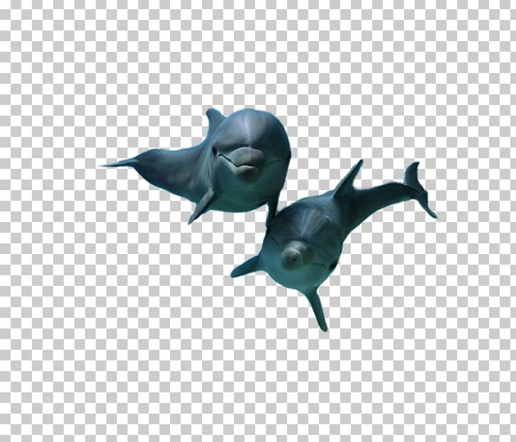 Dolphin Author Sea PNG, Clipart, 2016, 2017, Alexander Litvinenko, Animals, Fish Free PNG Download