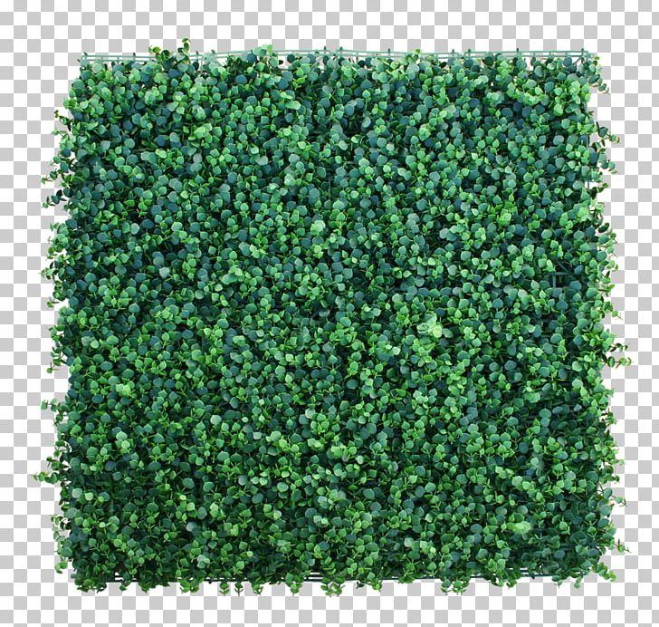 Hedge Garden Green Wall Lawn Artificial Turf PNG, Clipart, Artificial Turf, Bonsai, Box, Cortaderia Selloana, Evergreen Free PNG Download