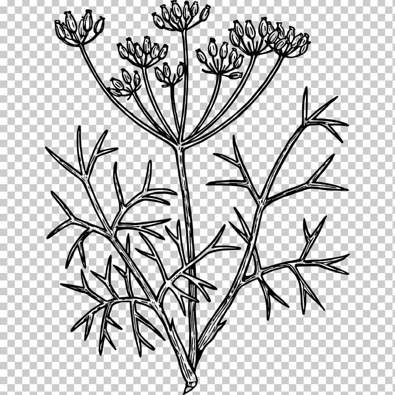 Plant Flower Plant Stem Pedicel Heracleum (plant) PNG, Clipart, Anthriscus, Cow Parsley, Flower, Heracleum Plant, Herbaceous Plant Free PNG Download