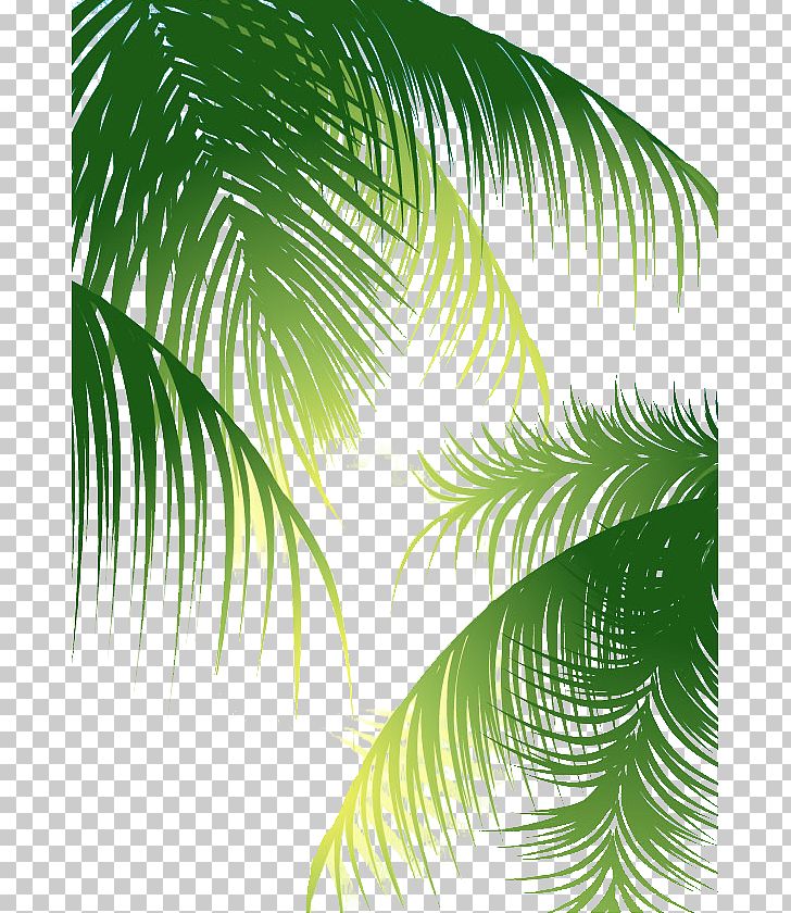 Coconut Arecaceae Euclidean PNG, Clipart, Arecaceae, Arecales, Background, Coconut, Coconut Water Free PNG Download