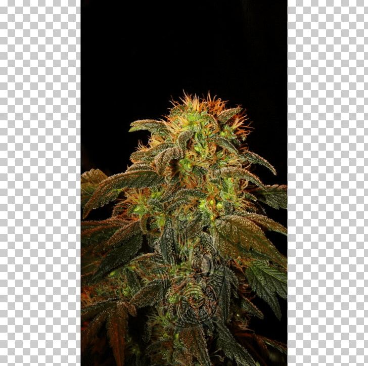 Kush Cultivar Seed Hybrid Plant PNG, Clipart, Black Mountain, Centimeter, Cultivar, Hemp, Hemp Family Free PNG Download