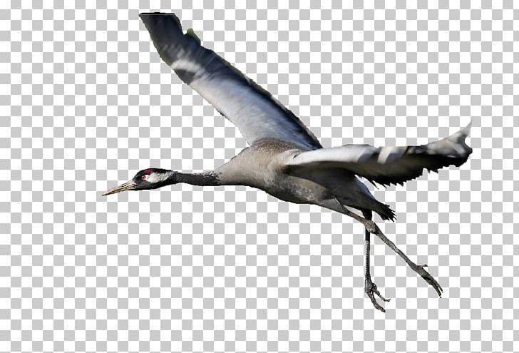 Bird Migration Goose Cygnini Duck PNG, Clipart, Anatidae, Animal Migration, Animals, Beak, Bird Free PNG Download