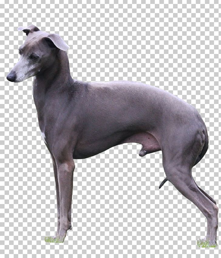 Italian Greyhound Sloughi Whippet Spanish Greyhound PNG, Clipart, Animal Sports, Azawakh, Carnivoran, Chippiparai, Companion Dog Free PNG Download
