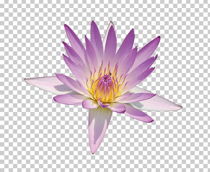 Nelumbo Nucifera Lotus Pond Nymphaea Lotus Egyptian Lotus Flower PNG, Clipart, Aquatic Plant, Aquatic Plants, Egyptian Lotus, Flora, Flower Free PNG Download