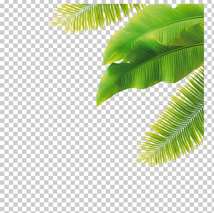 Palm Trees Portable Network Graphics Leaf PNG, Clipart, Arecales, Banana, Banana Leaf, Coconut, Drawing Free PNG Download