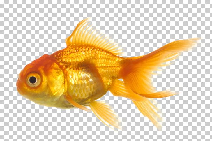Common Goldfish Portable Network Graphics Common Carp PNG, Clipart, Animals, Aquarium, Bony Fish, Calico, Common Carp Free PNG Download