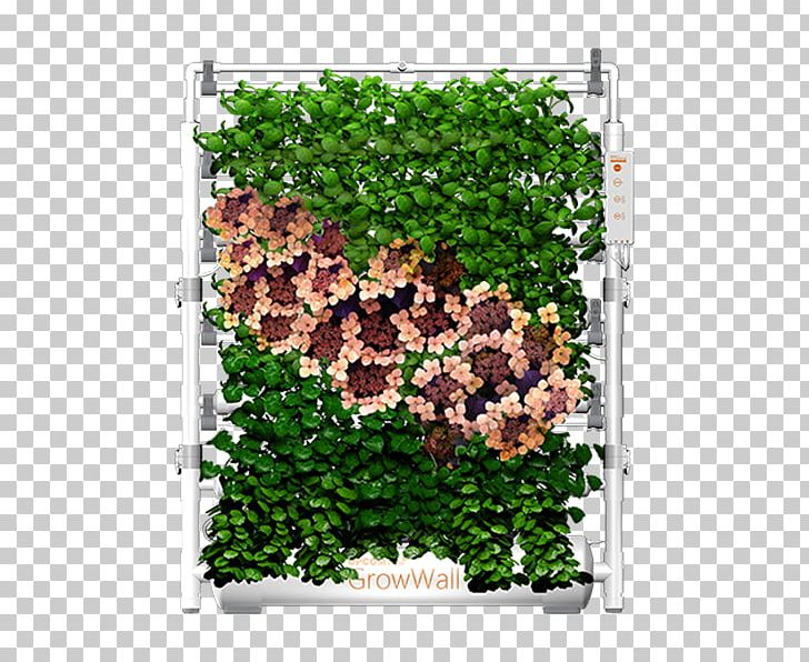 Leaf Tree Groundcover Shrub Purple PNG, Clipart, Flower, Grass, Groundcover, Hydroponic, Ivy Free PNG Download