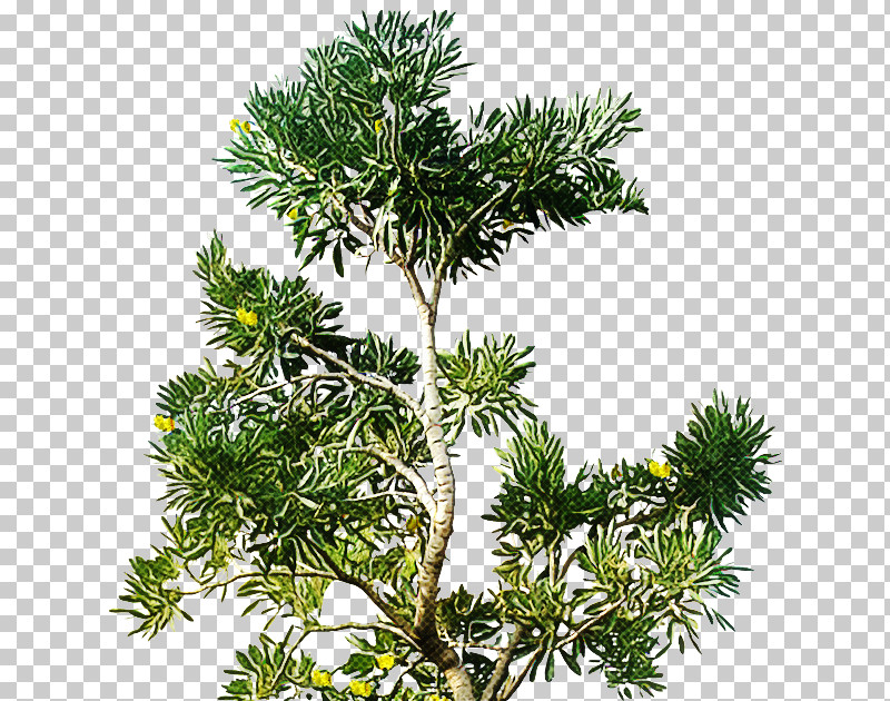 White Pine Yellow Fir Tree Jack Pine Balsam Fir PNG, Clipart, Balsam Fir, Canadian Fir, Jack Pine, Lodgepole Pine, Plant Free PNG Download