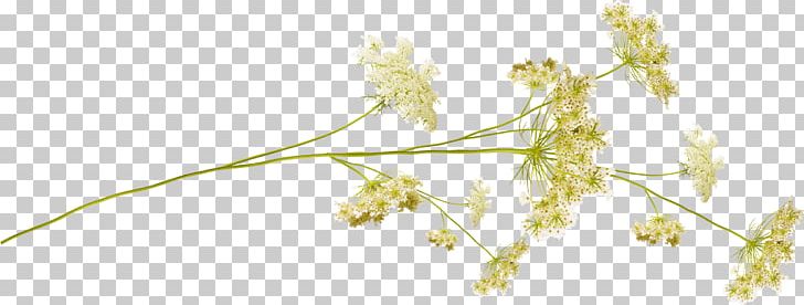 Flower Desktop Plant Stem PNG, Clipart, Branch, Chemical Element, Commodity, Diary, Flower Bouquet Free PNG Download