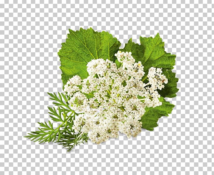 Flower Medicinal Plants Floral Design Auglis PNG, Clipart, Anis, Auglis, Bonsai, Branch, Cactaceae Free PNG Download
