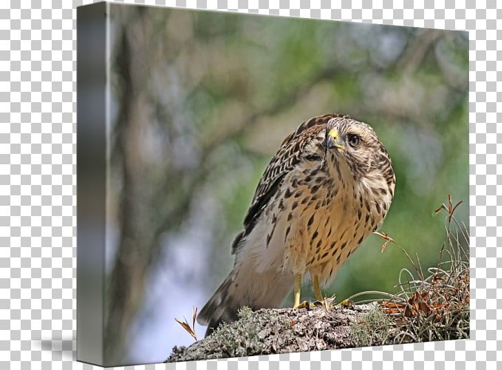 Hawk Owl Fauna Wildlife Common Buzzard PNG, Clipart, Animals, Beak, Bird, Bird Of Prey, Buzzard Free PNG Download