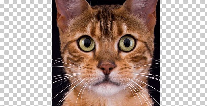 American Shorthair Toyger Bengal Cat European Shorthair Ocicat PNG, Clipart, Abyssinia, Asian, Bengal, British Shorthair, California Spangled Free PNG Download