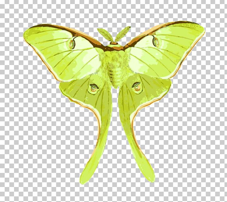 Butterfly Luna Moth Insect Drawing PNG, Clipart, Actias, Animal, Art, Arthropod, Bombycidae Free PNG Download