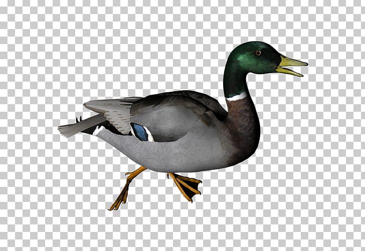 Duck Hunt American Pekin PNG, Clipart, American Pekin, Animals, Art Animal, Beak, Bird Free PNG Download