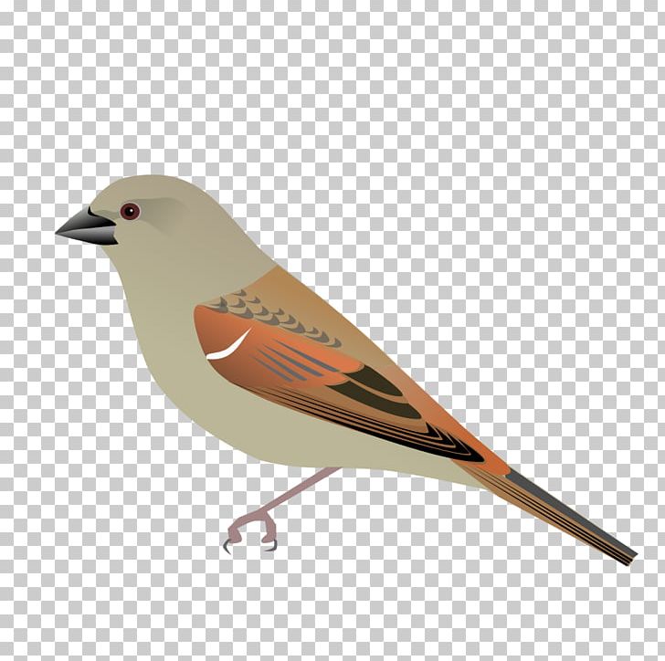 House Sparrow Bird Parrot-billed Sparrow PNG, Clipart, Animals, Beak, Bird, Emberizidae, Finch Free PNG Download