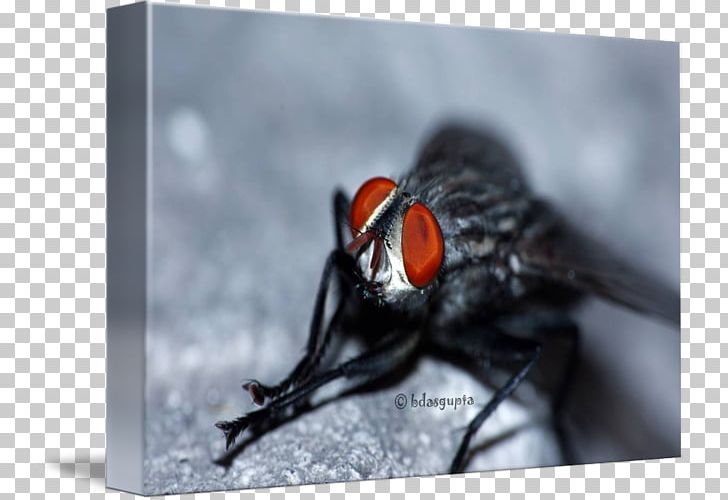 Insect Close-up Beak PNG, Clipart, Animals, Arthropod, Beak, Closeup, Fly Free PNG Download