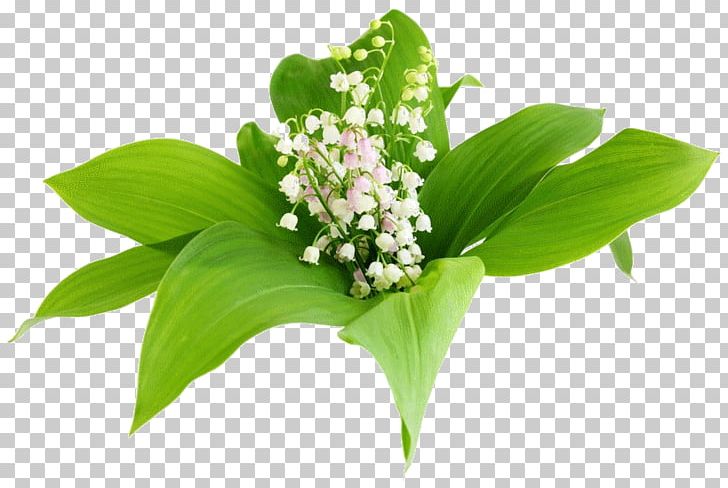 Flower Lily Of The Valley Lilium PNG, Clipart, Clip Art, Computer Icons, Cut Flowers, Flower, Flower Bouquet Free PNG Download