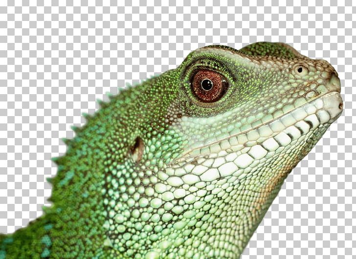 Reptile Lizard Green Iguana Pet Chinese Water Dragon PNG, Clipart, Agama, Agamidae, Animal, Animals, Australian Water Dragon Free PNG Download
