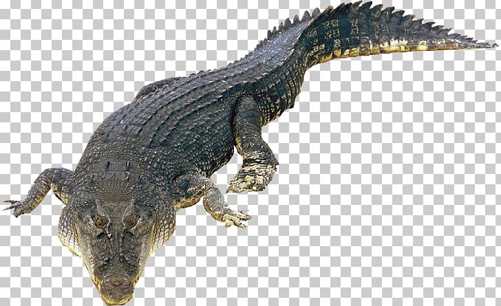 Crocodiles Saltwater Crocodile Nile Crocodile Gecko PNG, Clipart, Alligator, American Alligator, Animal Figure, Animals, Common Iguanas Free PNG Download