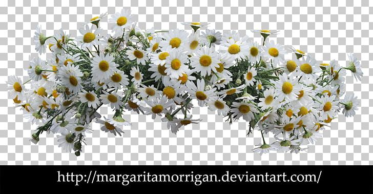 Flower Common Daisy Desktop Floral Design PNG, Clipart, Art, Blossom, Branch, Chamaemelum Nobile, Common Daisy Free PNG Download