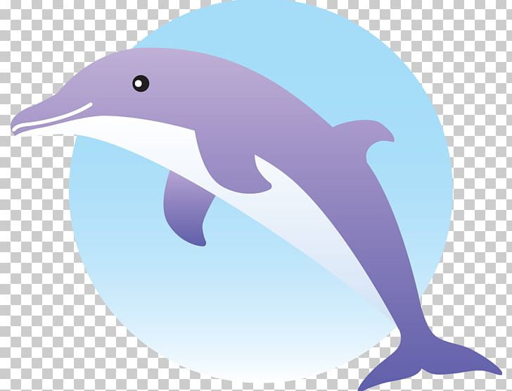 Common Bottlenose Dolphin Short-beaked Common Dolphin Portable Network Graphics PNG, Clipart, Animals, Beak, Common Bottlenose Dolphin, Document, Dol Free PNG Download