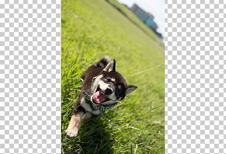 Dog Breed Siberian Husky TV Osaka Breed Group (dog) TX Network PNG, Clipart, Breed, Breed Group Dog, Broadcasting, Carnivoran, Dog Free PNG Download