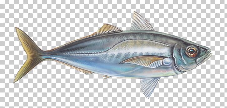 Oily Fish Thunnus Mackerel Sardine PNG, Clipart, Animal, Animals, Bonito, Bony Fish, Fauna Free PNG Download