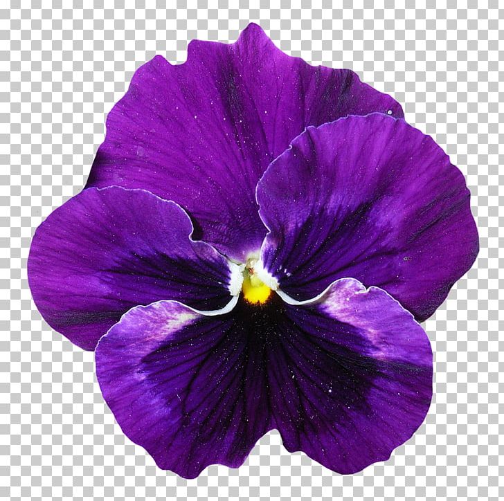 Pansy Violet Flower PNG, Clipart, Computer Icons, Flower, Flowering Plant, Flowers, Magenta Free PNG Download