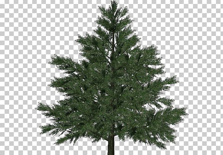 Pine Larch Norway Spruce Christmas Tree PNG, Clipart, Balsam Fir, Biome, Branch, Christmas Decoration, Christmas Tree Free PNG Download
