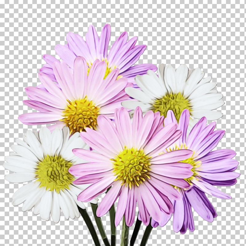 Lavender PNG, Clipart, Annual Plant, Argyranthemum, Biology, Chrysanthemum, Cut Flowers Free PNG Download