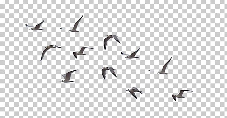Bird Flock Drawing PNG, Clipart, Animal Migration, Animals, Beak, Bird, Bird Flight Free PNG Download