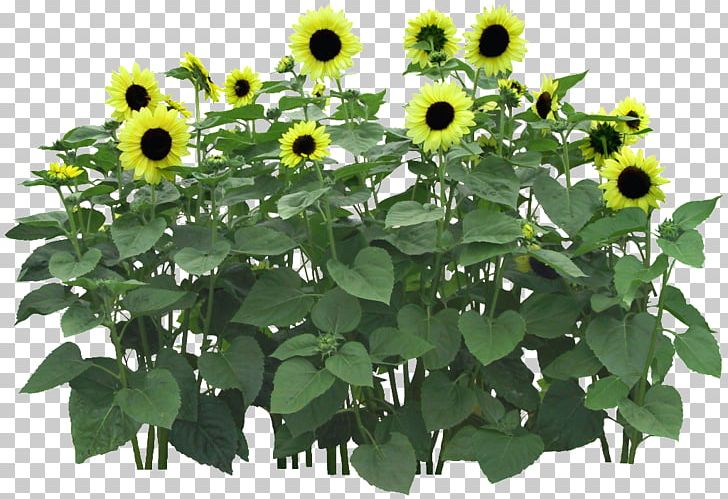 Common Sunflower Flowerpot Flower Garden PNG, Clipart, Annual Plant, Background Green, Cut Flowers, Daisy Family, Flower Free PNG Download