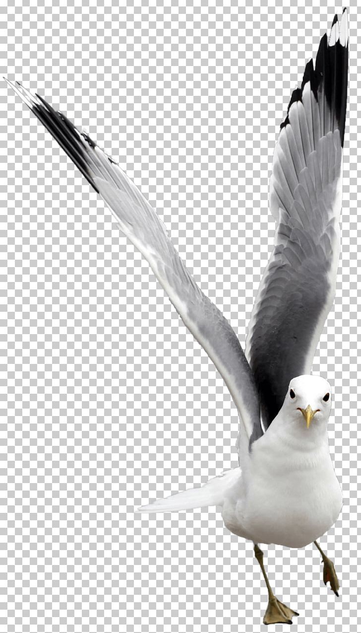European Herring Gull Gulls Bird Great Black-backed Gull Laridae PNG, Clipart, Animal, Animals, Beak, Bird, Charadriiformes Free PNG Download