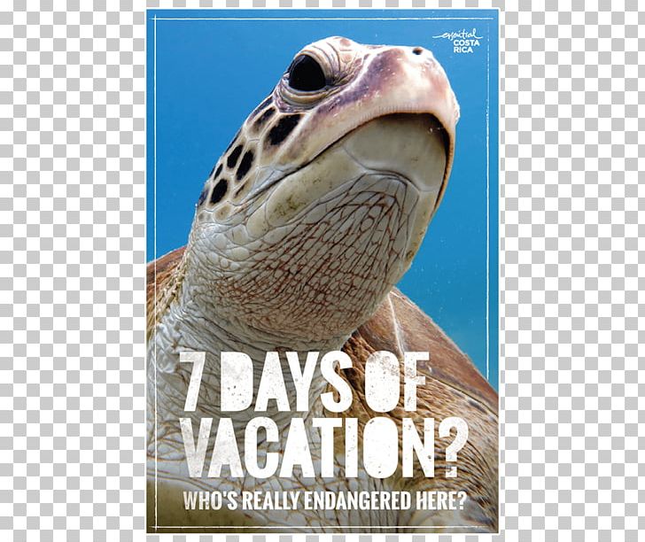 Green Sea Turtle Tortoise Stock Photography PNG, Clipart, Advertising, Animals, Chelonia, Fauna, Green Sea Turtle Free PNG Download