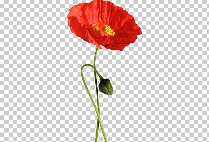 Iceland Poppy Common Poppy Oriental Poppy Familiar Wild Flowers PNG, Clipart, 3d Affixed Mural, Annual Plant, Bud, Common Poppy, Coquelicot Free PNG Download
