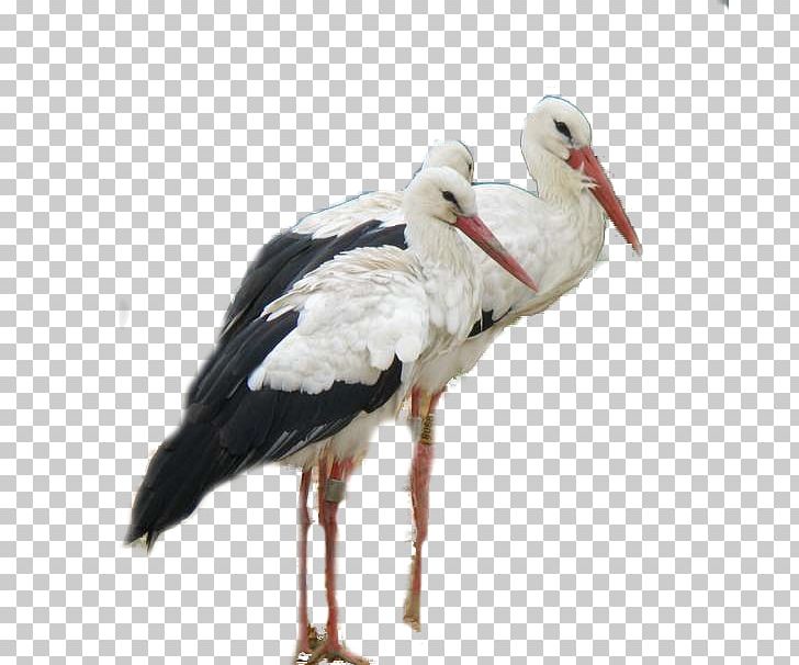 White Stork Bird Montagu's Harrier Beak Bald Eagle PNG, Clipart, Aime, Animal, Animals, Bald Eagle, Beak Free PNG Download