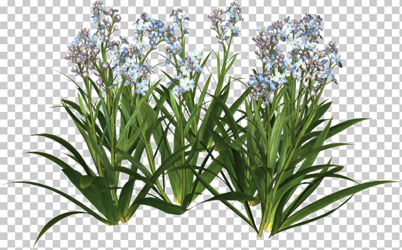 Rosemary PNG, Clipart, Flower, Grass, Herb, Houseplant, Perennial Plant Free PNG Download