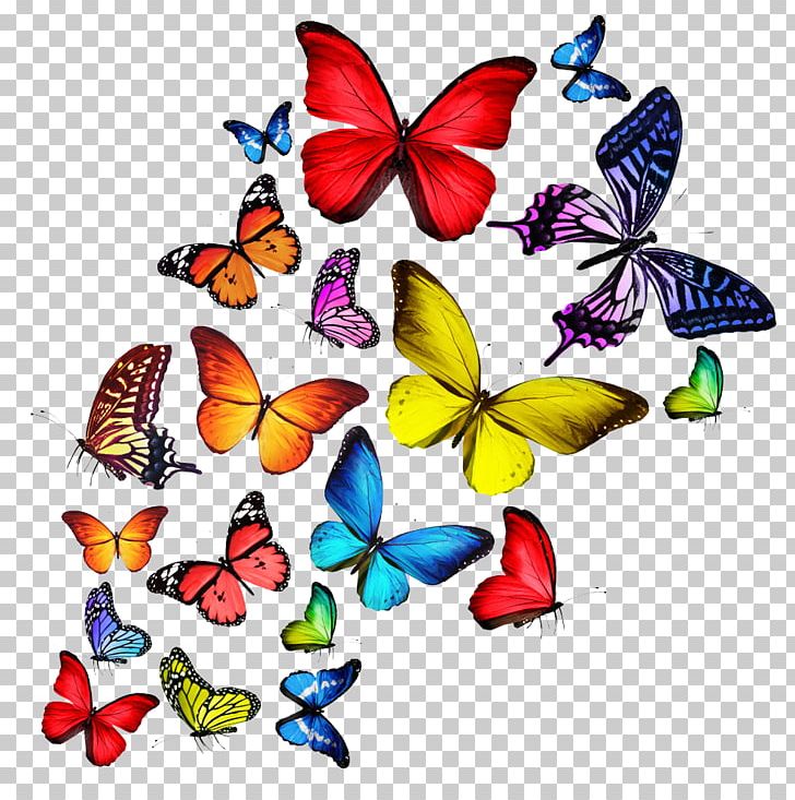 Butterfly T-shirt Stock Photography PNG, Clipart, Animal, Artwork, Brush Footed Butterfly, Color, Color Pencil Free PNG Download