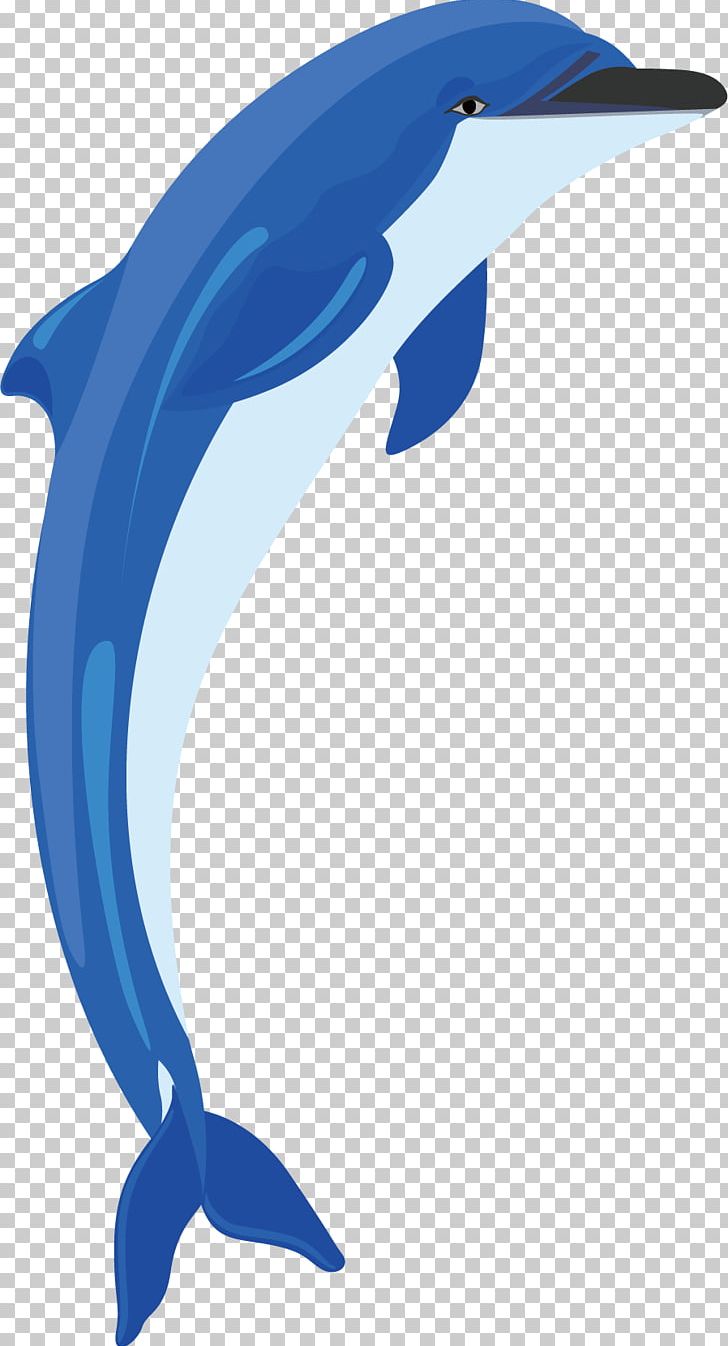 Common Bottlenose Dolphin Tucuxi PNG, Clipart, Animals, Beak, Blue, Bottlenose Dolphin, Cetacea Free PNG Download