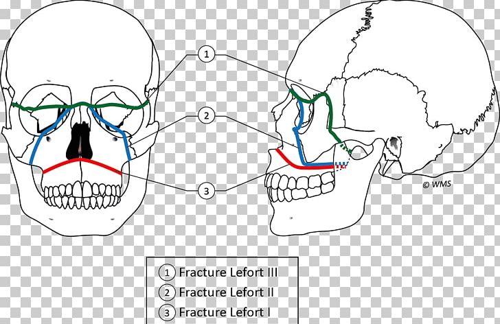 Ear Jaw Bone PNG, Clipart, Angle, Animal, Area, Bone, Circle Free PNG Download