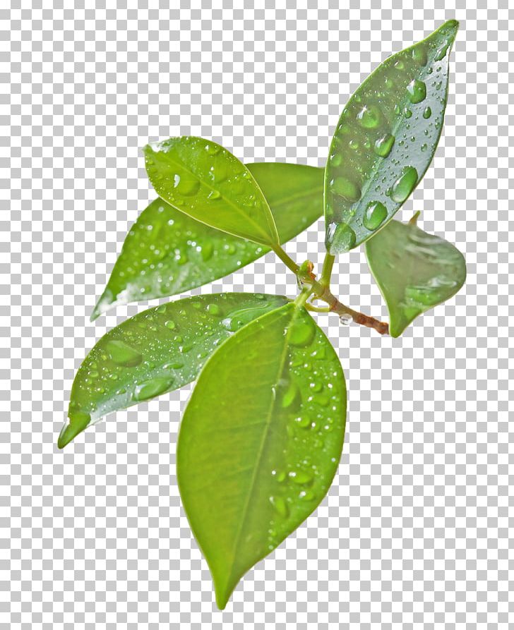 Leaf Green Yellow Flower Plant Stem PNG, Clipart, Color, Dew, Flower, Green, Green Leaves Free PNG Download