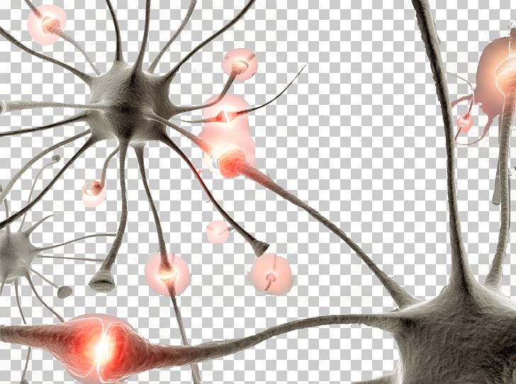Neuron Human Brain Synapse Nervous System PNG, Clipart, Bacterial, Biological, Brain, Branch, Cartoon Bacteria Free PNG Download