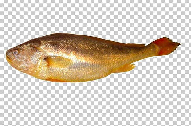 Fish Larimichthys Polyactis Drums Atlantic Croaker Seafood PNG, Clipart, Amphibian, Animals, Animal Source Foods, Atlantic Croaker, Carangidae Free PNG Download